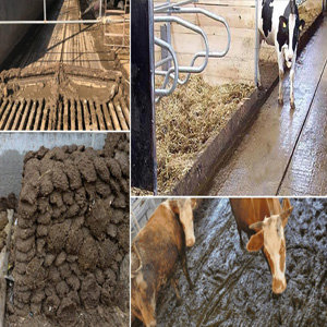 How Many Types of Cow Manure Disposal Methods Do Modern Cattle Farms Use?